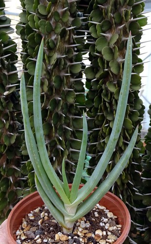 Aloe speciosa cactus - aloe,