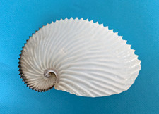 ARGONAUTE ARGO 144 mm f++