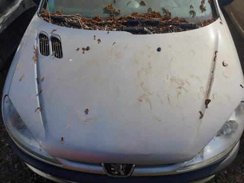 Capot peugeot 206 phase - peugeot,
