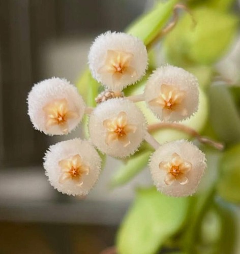 Hoya krohniana 5cm - krohniana, 3-5cm