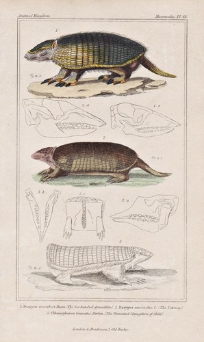 Tatou armadillo queue - tatou,