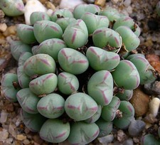Conophytum meyeri subsp. laetum - plante succulente rare