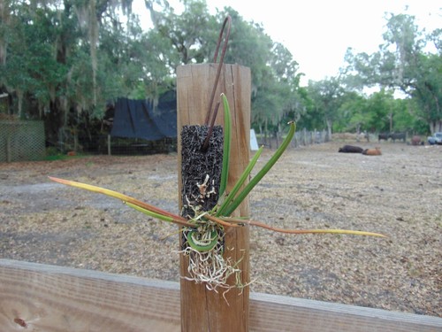Oncidium cebolleta mounted - cebolleta,