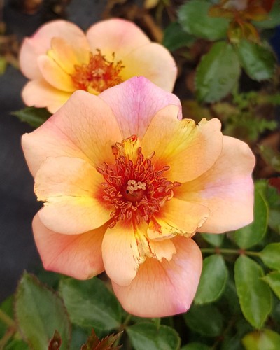 Decorosier baïa rosier - decorosier, baÏa®