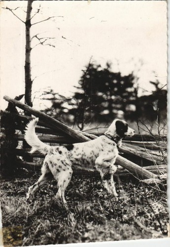 Cpa setter anglais - anglais, dog