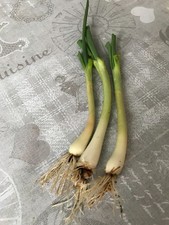 3 plants d'oignons rocamboles perpétuels non traités