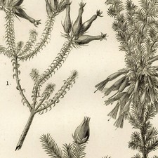 Pierre-Joseph Redouté