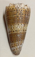 Conus (Stephanoconus)