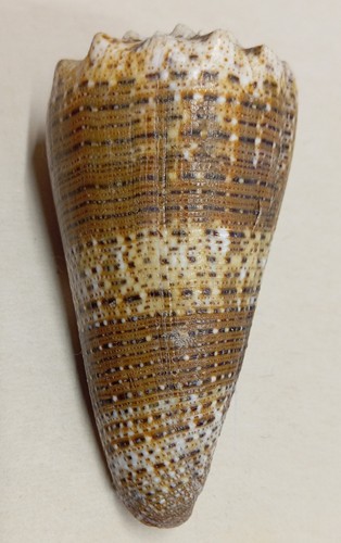 Conus - , (stephanoconus)