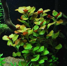 rare!  ludwigia repens rubin   plante facile tres rouge aquarium  