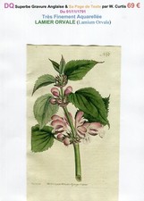 XVIII ème - LAMIER ORVALE