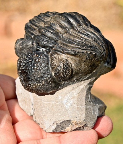 Trilobite fossil drotops - trilobite, fossil,