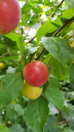 Prunus domestica brompton - prunus, 'brompton'
