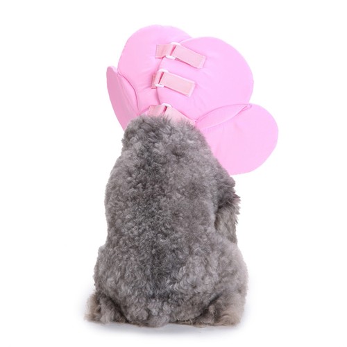 Collier collerette chien - collier,