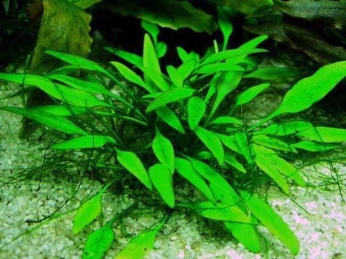 Cryptocoryne lucens touffe - lucens,