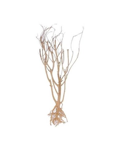 Racine mini tree aquavie - tree,
