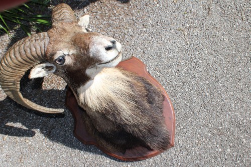 Trophées mouflon chamois - de,