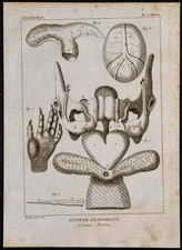 1825 - Viscères de castor -