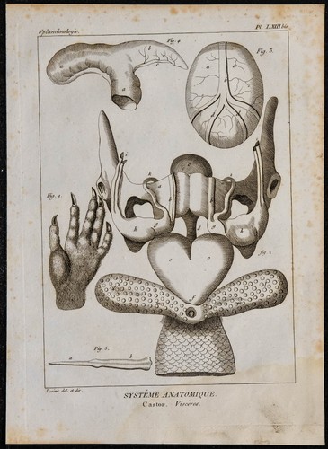 1825 viscères castor - de,