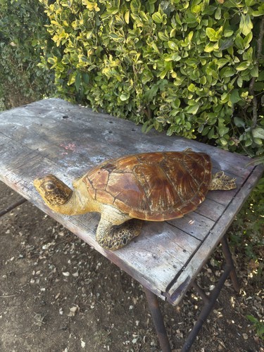 Magnifique tortue marine - magnifique,