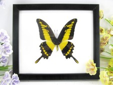 King Swallowtail - vrai beau
