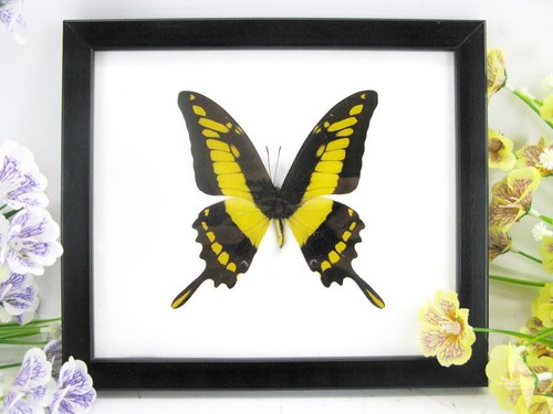 King swallowtail vrai - king,