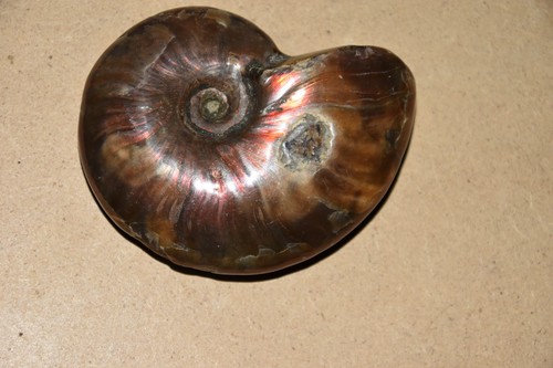 Ammonite aioloceras besairiei - ammonite,
