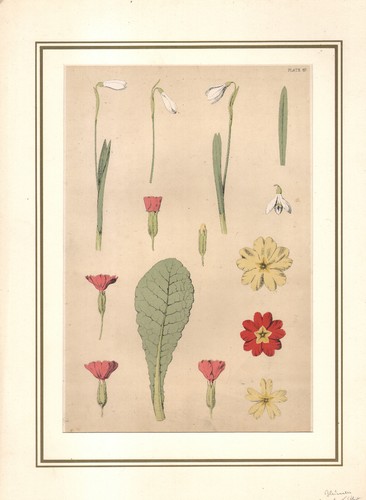 1868 lithographie fleurs - lithographie,