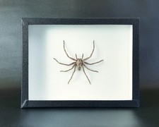 Véritable araignée naturalisée : Heteropoda - (insecte entomologie taxidermie)