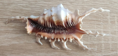 Coquillage collection 7 - de, a