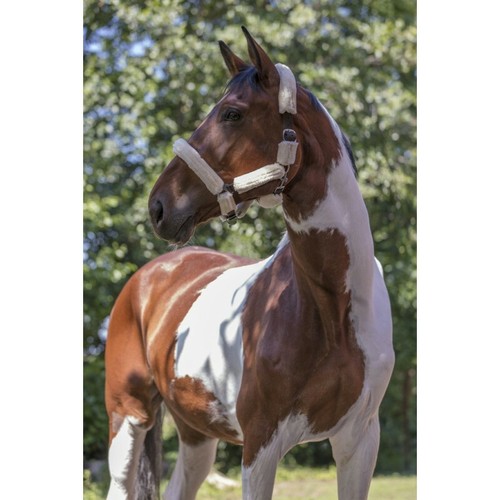 Mieux être cheval licol - cheval, :
