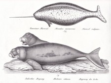 Narval Dugong Baleine Cachalot