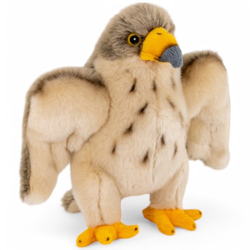 Faucon oiseau environ - faucon,, cm