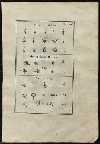 1719 épinard mercuriale - mercuriale, &