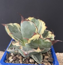 Agave Titanota "Black Blue