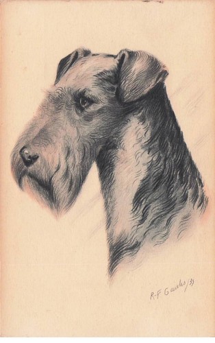 Chien terrier illustrateur f - illustrateur, r.f
