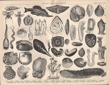 1874 Imprimé ~ Mollusca &