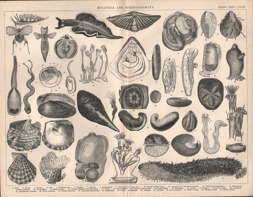1874 imprimé mollusca - 1874,