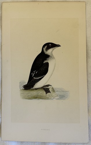 Morris rotche aux oiseaux - rotche,