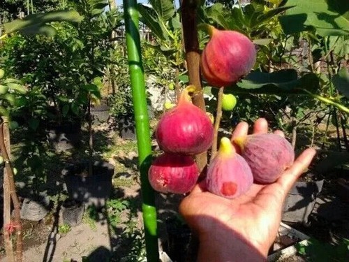 Ficus carica var - ficus, fig
