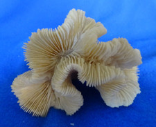 Corail blanc Polynesie