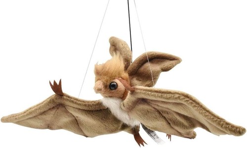 Nouvelle chauve souris - chauve-souris, brune