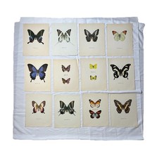 Gravure Papillon Planche