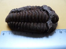 Trilobites fossiles Colpocoryphe grandis, 9 cm, Ordovicien de Alnif