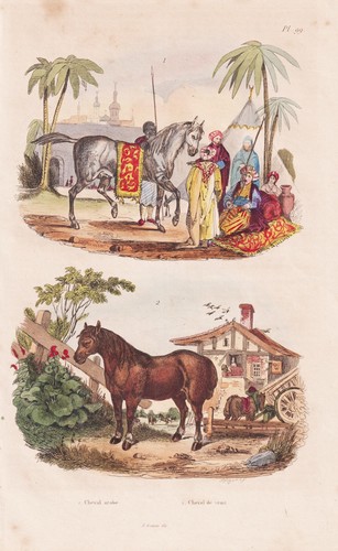Cheval pferd pferde horses - cheval,