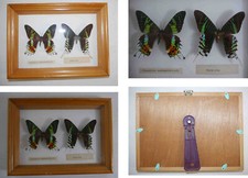 Papillons encadrés « Chrysiridia madagascariensis et Uania leilus »