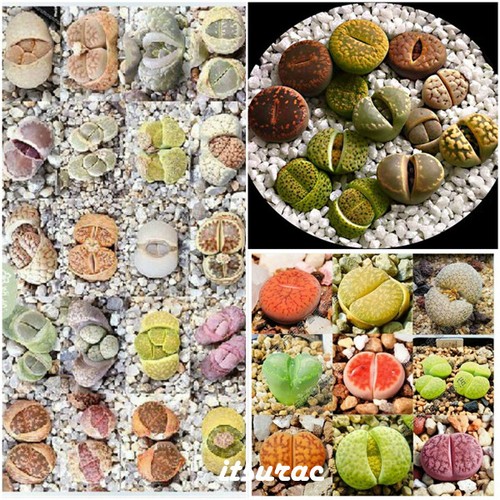 Graines lithops mix - de,