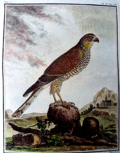 épervier seve del - l'épervier., de