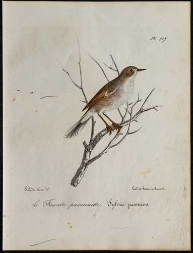 1830 fauvette passerinette - 1830,