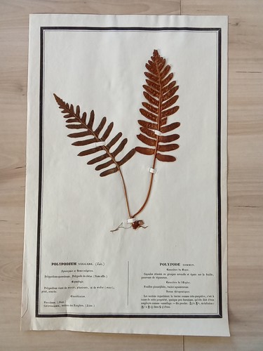 Ancien herbier botanique - herbier,